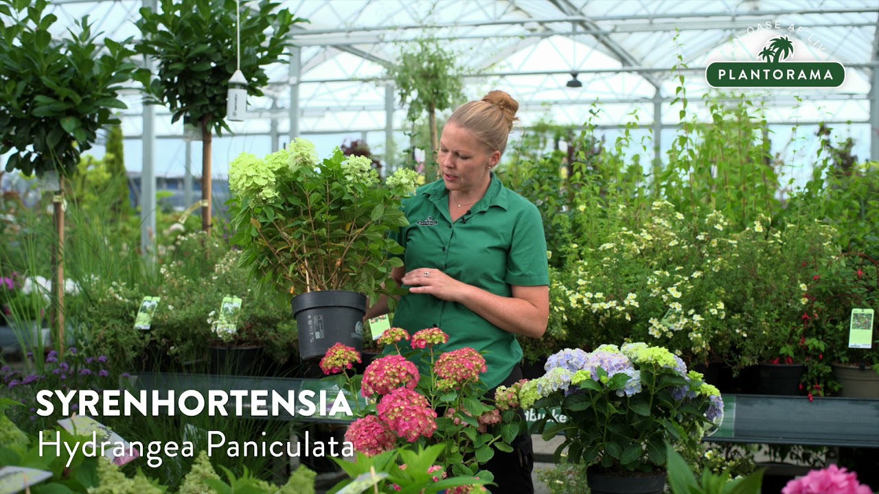 Guide til valg af hortensia - Plantorama