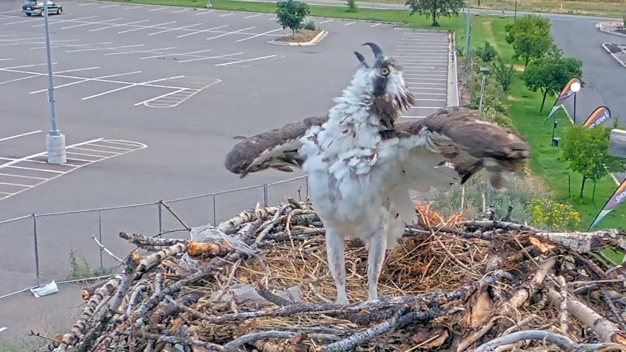 Eastern Kingbirds Harass Iris on the Hellgate Osprey Nest | July 12, 2025
