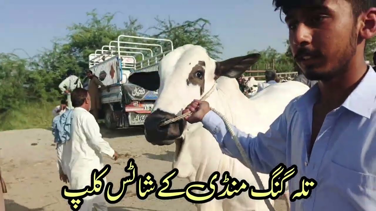 Talagang Mandi Latest Update /Dhani fateh jangi bareed /01-06-2026/sheep farming in pakistan/ Dumba