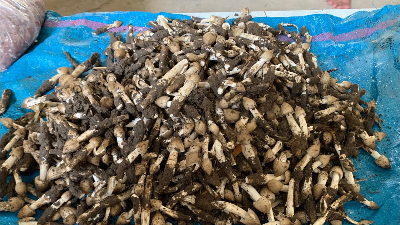 Đi hái nấm mối gặp ổ 5 kg P2
