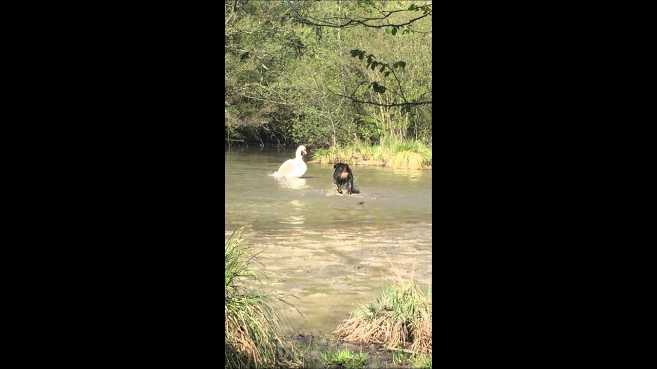 Rottweiler vs cygne