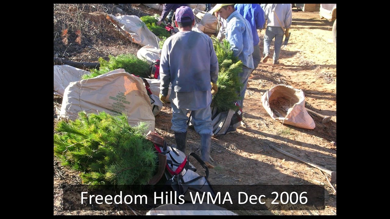 Shortleaf Pine Restoration on Alabama Wildlife Management Areas