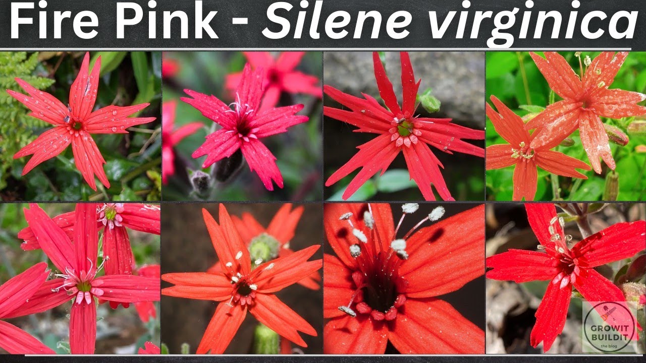 Fire Pink -  A Complete Guide To Grow/Care/Landscaping