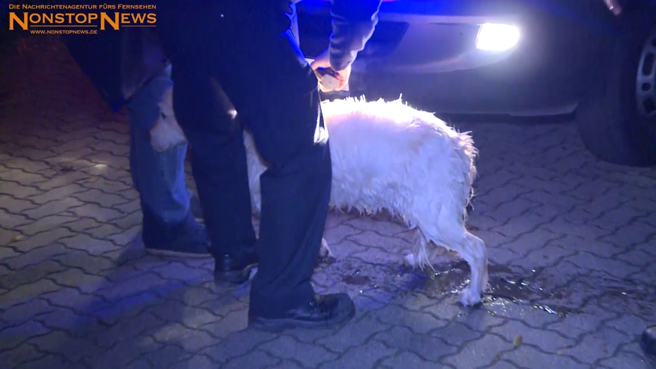 11.11.2016: Hund stürzt beim Gassi gehen in eiskalte Warnow - Feuerwehr rettet Vierbeiner
