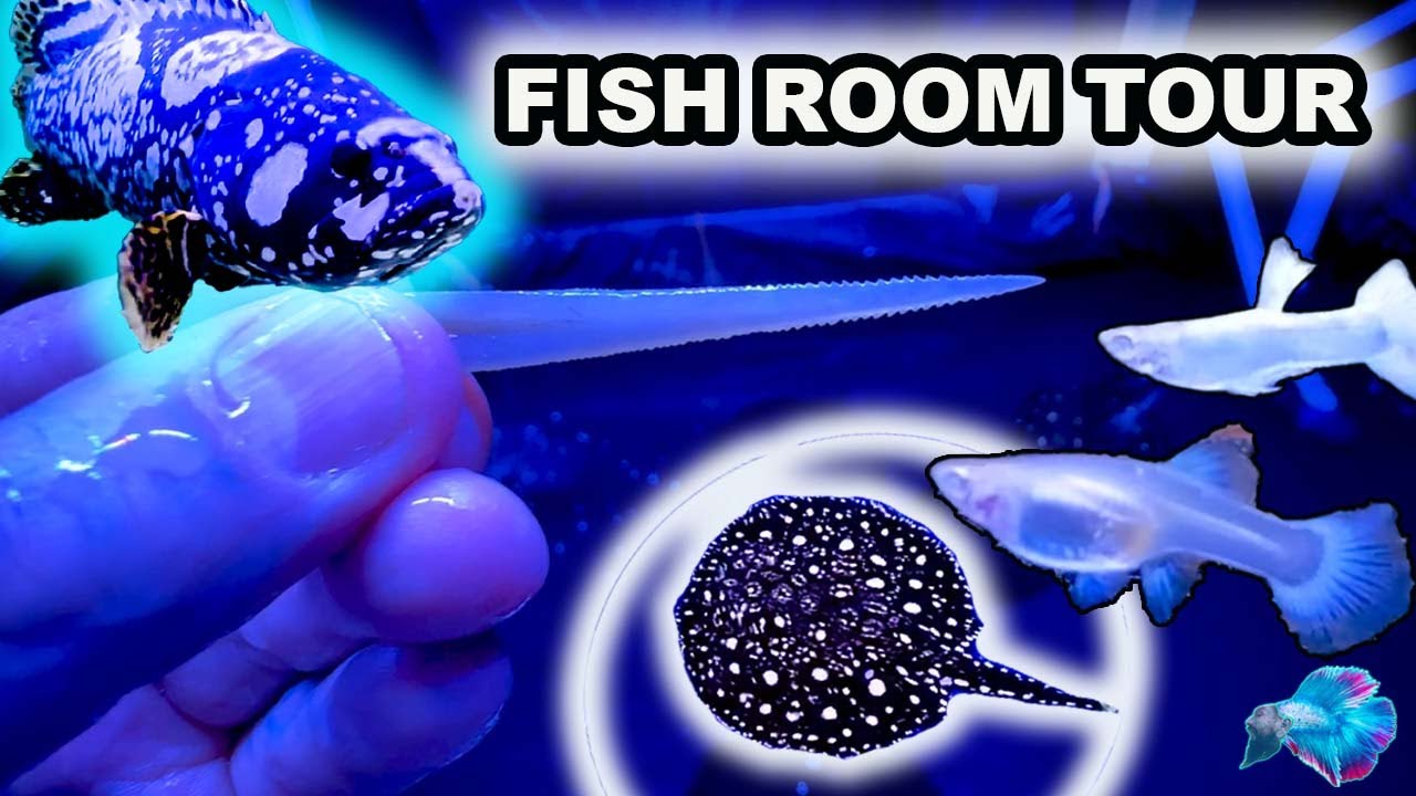 FISH ROOM TOUR Freshwater Stingrays! Bumblebee Grouper! Aquaponics!