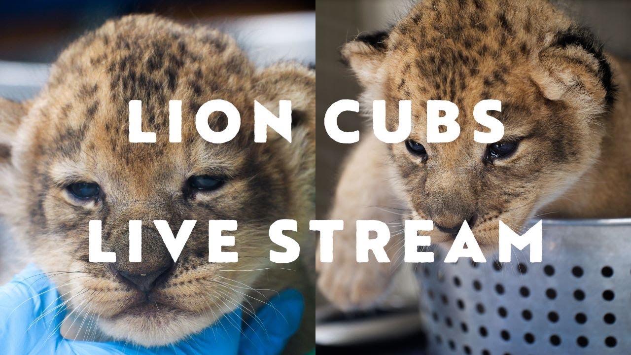 LCS || LION CUB CAM