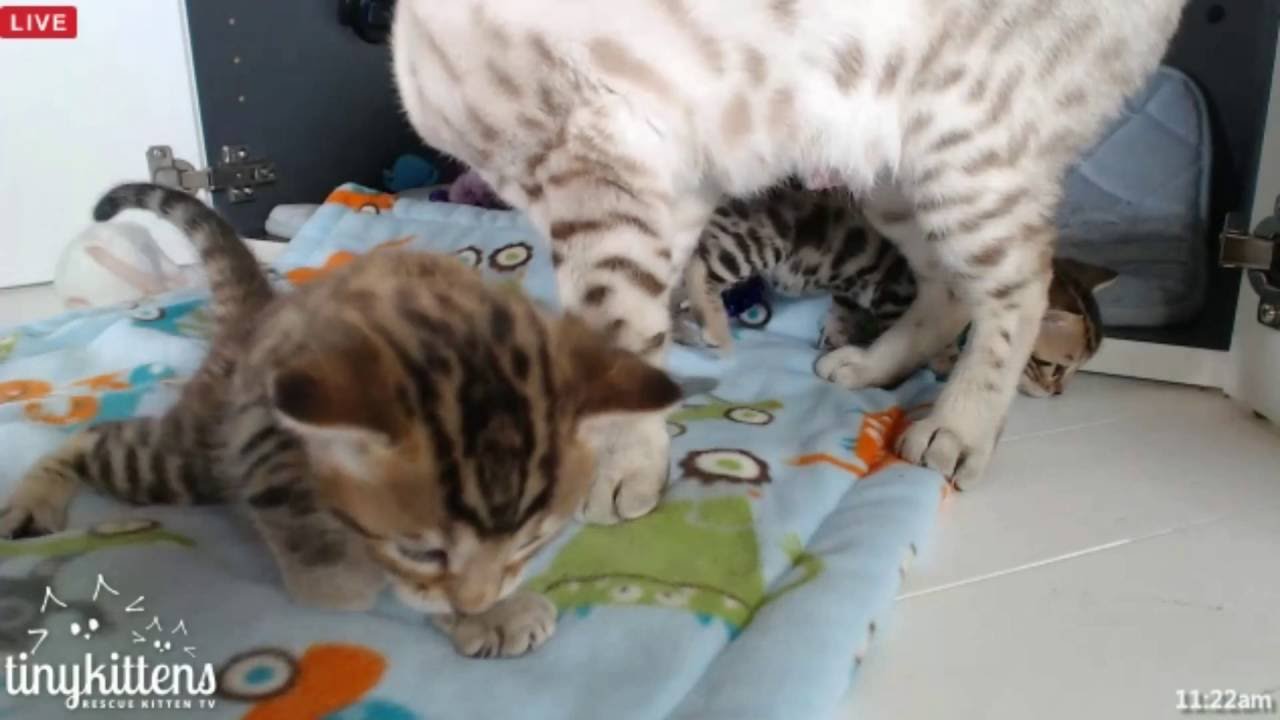 Tiny Kittens Shellys morning visit with Felicity & kittens