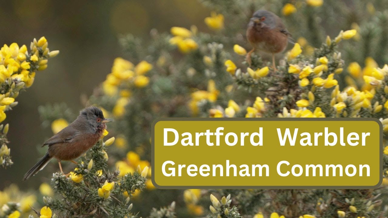 Dartford Warbler -  Greenham and Crookham Commons