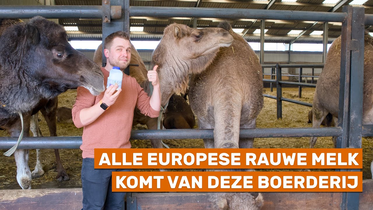 De enige kamelenmelkerij van Europa staat in Nederland