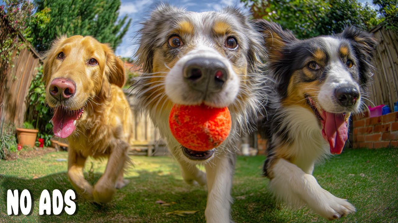 12 ЧАСОВ Dog TV🐶Успокаивающая Музыка, чтобы Собака Чувствовала Себя в Безопасности Дома Одна💖Без Ads