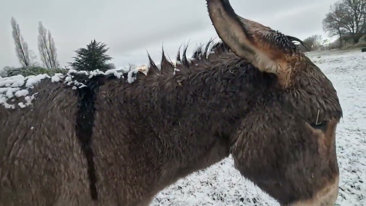 Mon animal a t'il froid?
