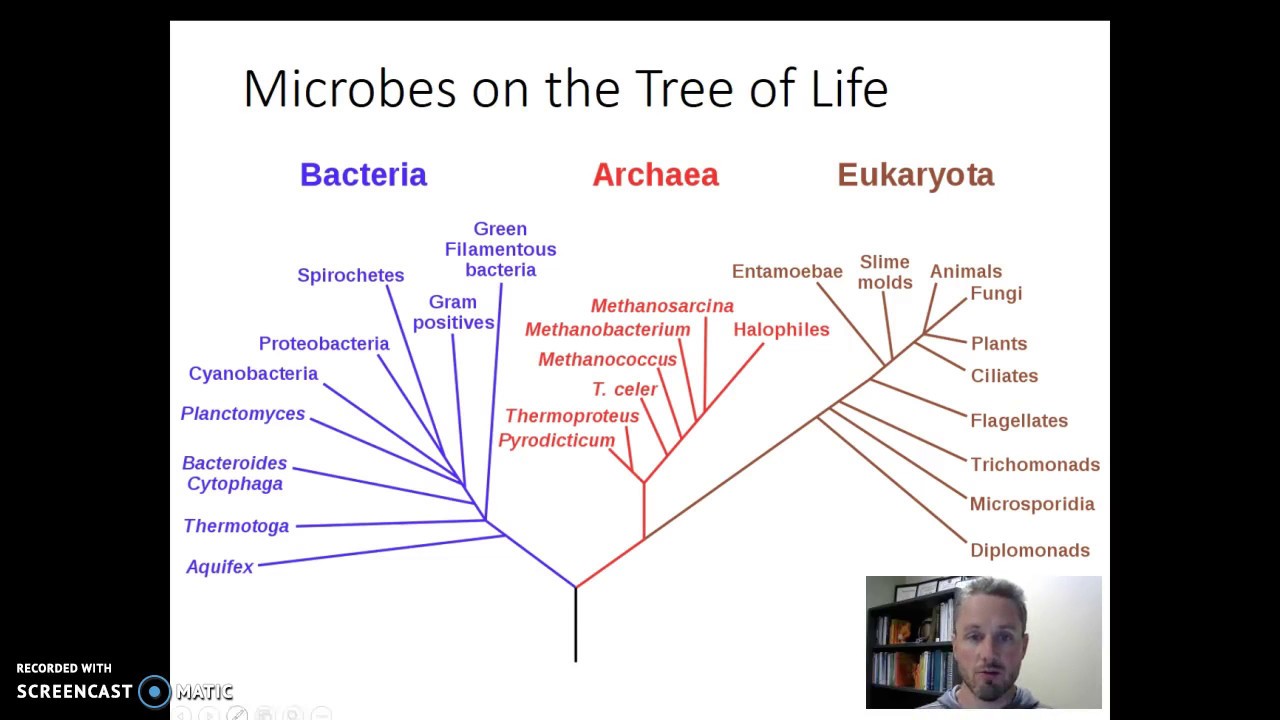 Microbial Diversity
