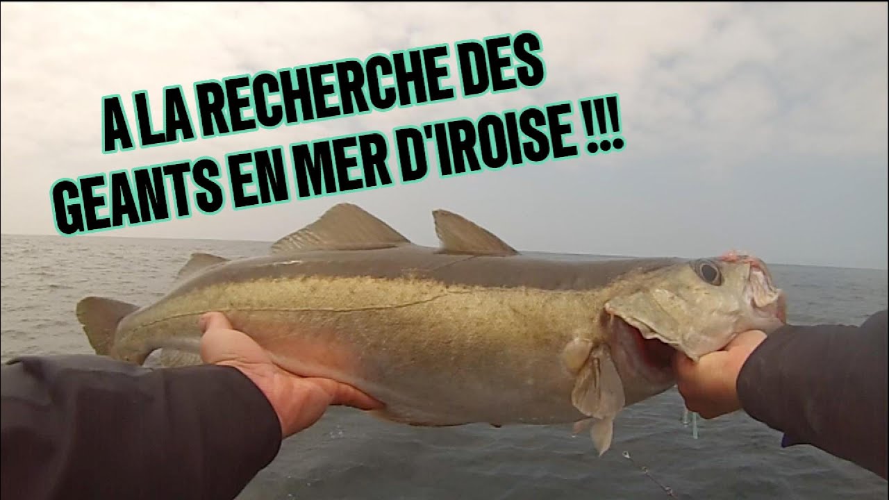 Pêche  lieu jaune en Finistère
