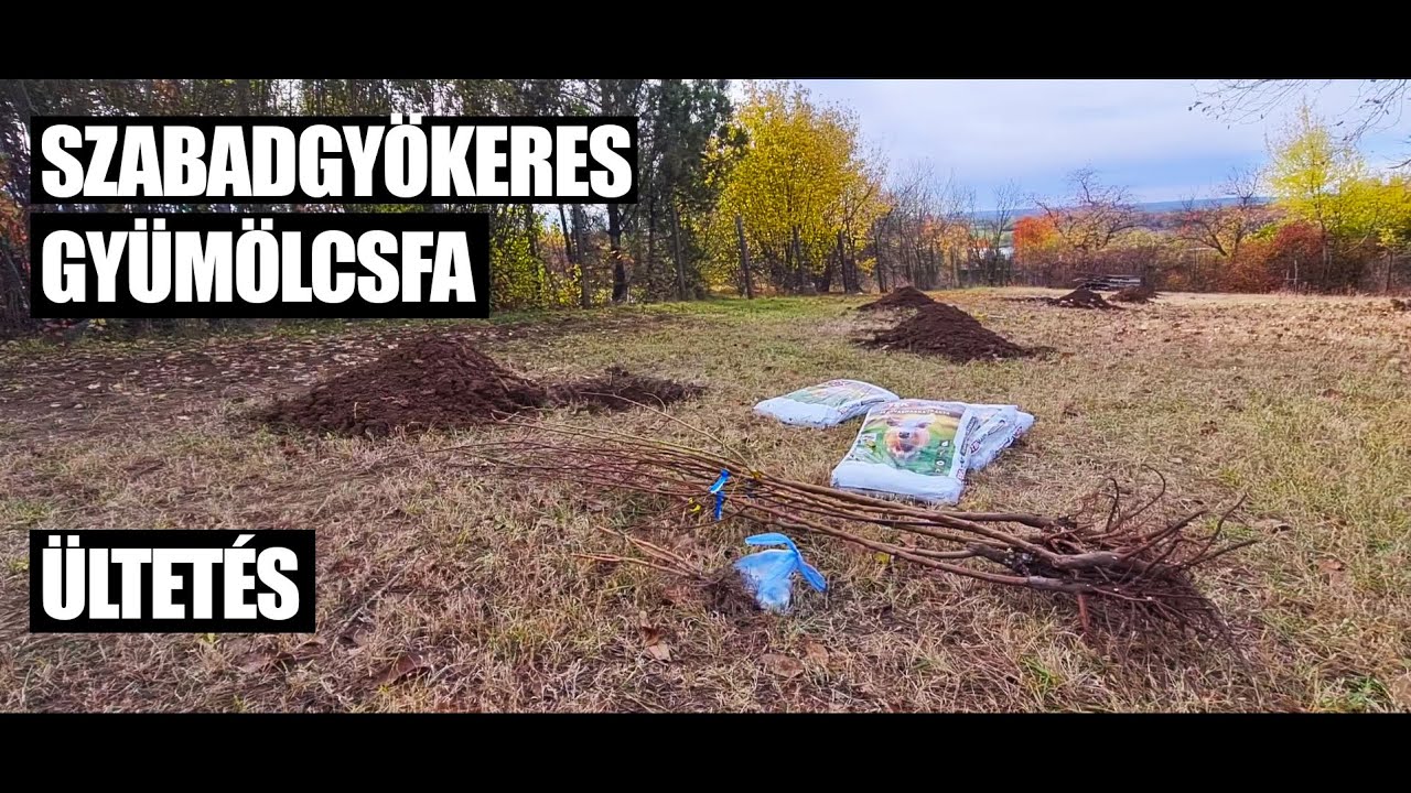 SZABADGY&Ouml;KERES GY&Uuml;M&Ouml;LCSFA &Uuml;LTET&Eacute;S ŐSSZEL | MI KER&Uuml;LT A KERTBE?