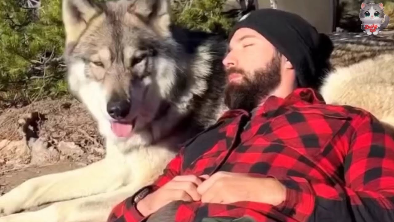 A man Helping a trembling creature, mistaking it for a puppy, only to discover it was a wolf.
