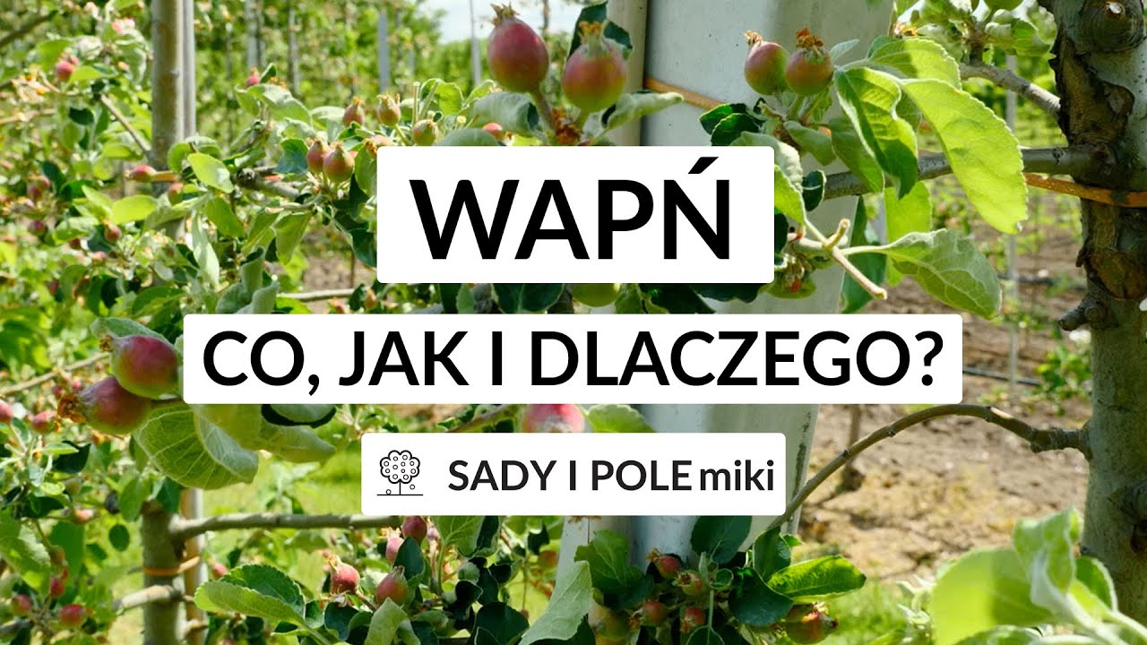 SADY I POLEmiki odc  48 - Wapń z wyjaśnieniem co, jak i dlaczego?