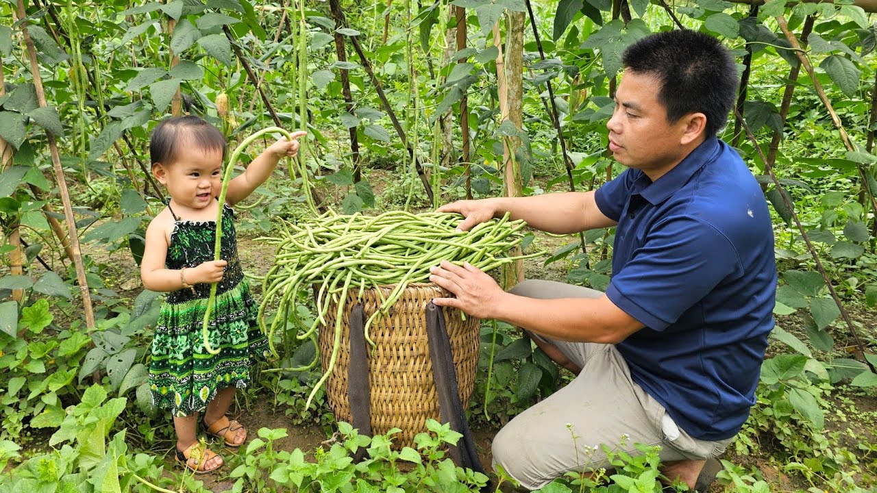 Harvesting green beans garden goes to the market sell - Gardening / xuan truong