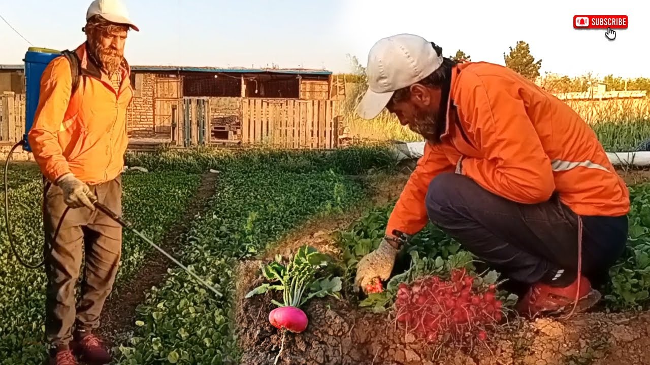 From disaster to abundance: how omid multiplied his crop with proper spraying and irrigation!