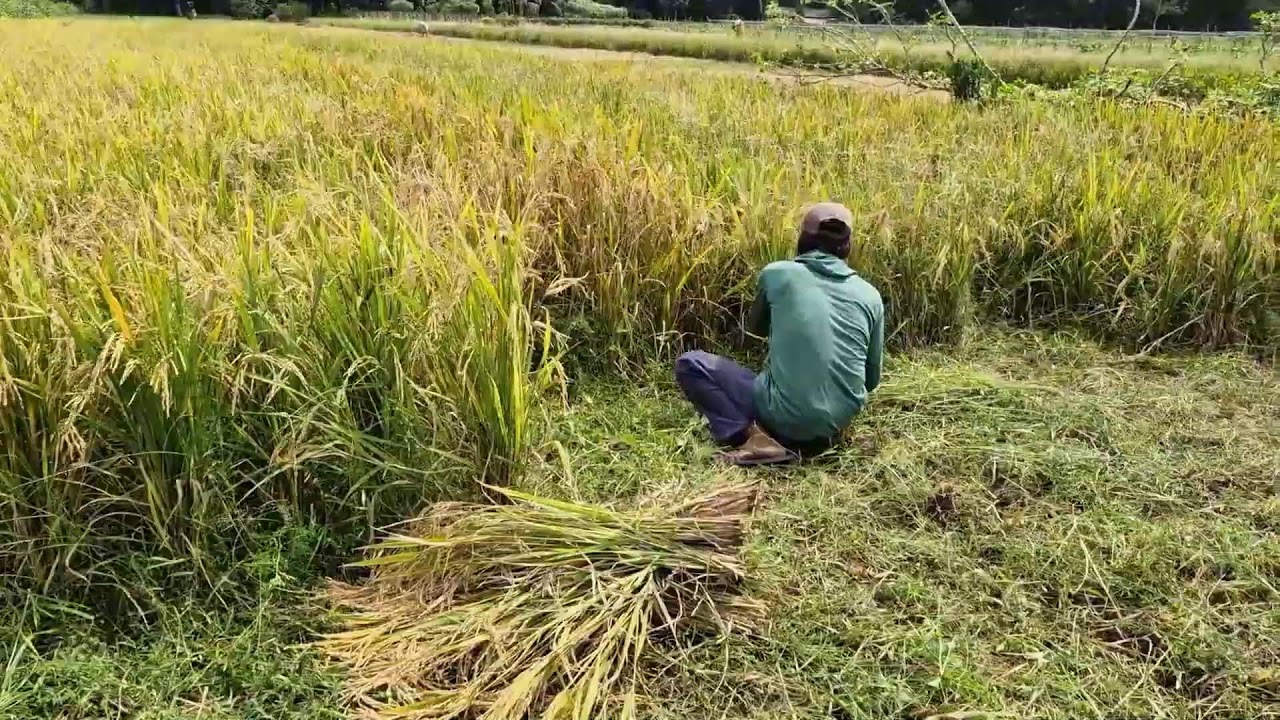 FROM FIELD TO HARVEST &ndash; INCREDIBLE RICE CUTTING SKILLS WITH A SHARP SICKLE!-agriculture farming