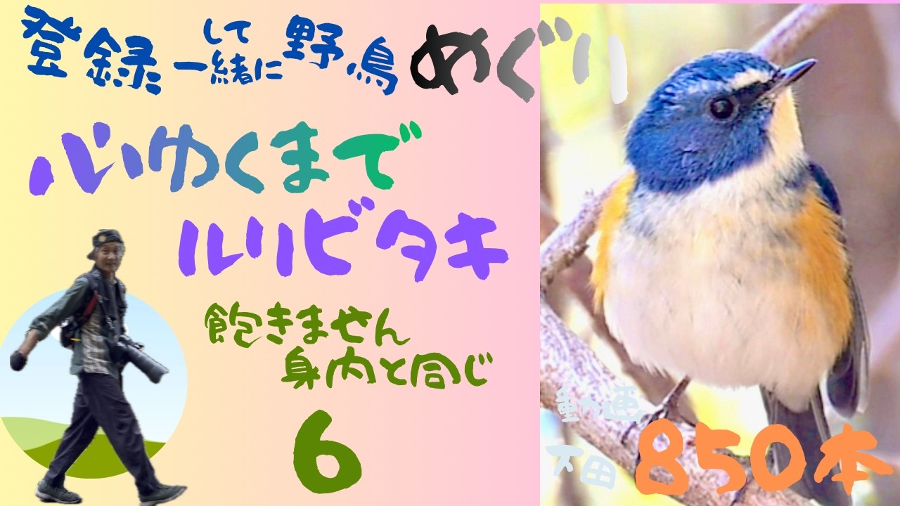 ルリビタキ　気持ちは身内　(^^♪