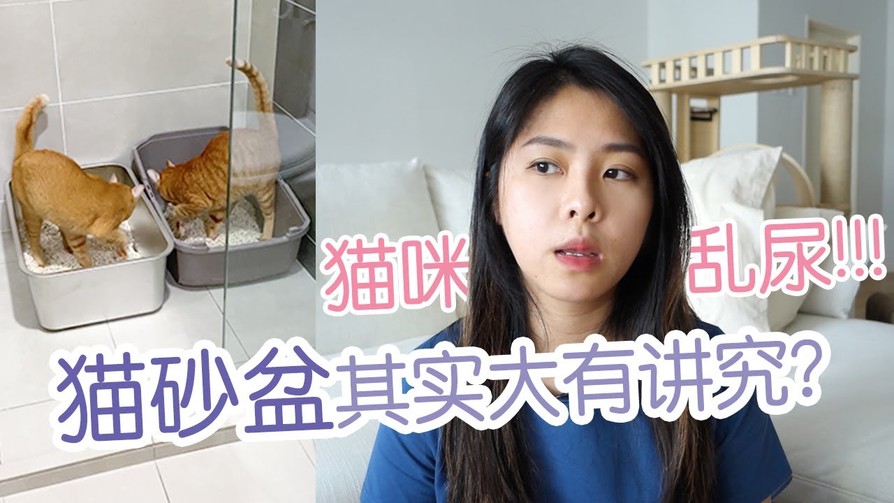 猫咪乱尿？不是猫的问题，是你的问题！猫砂盆大有讲究！About cat litter box