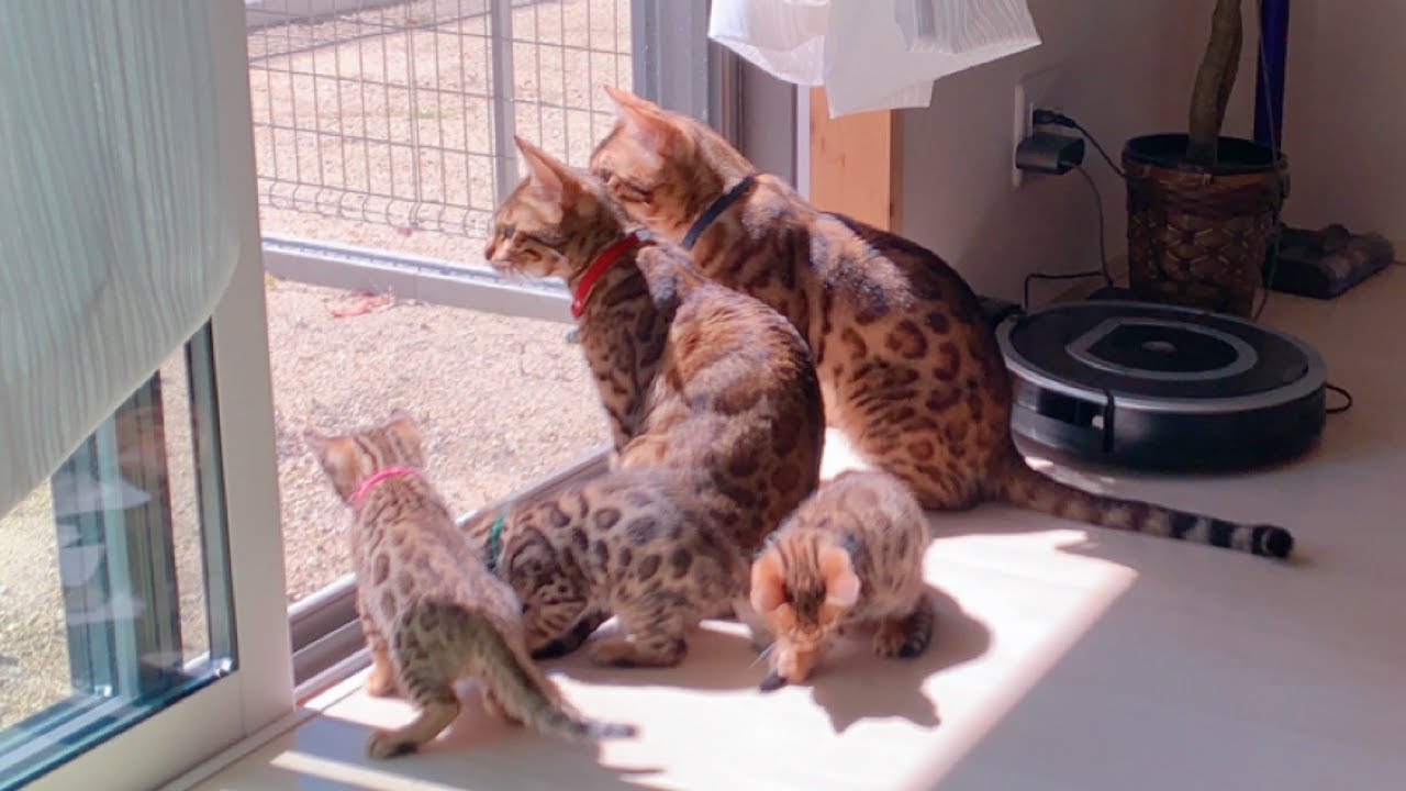 5匹のベンガル猫家族の日向ぼっこ垂れ流し