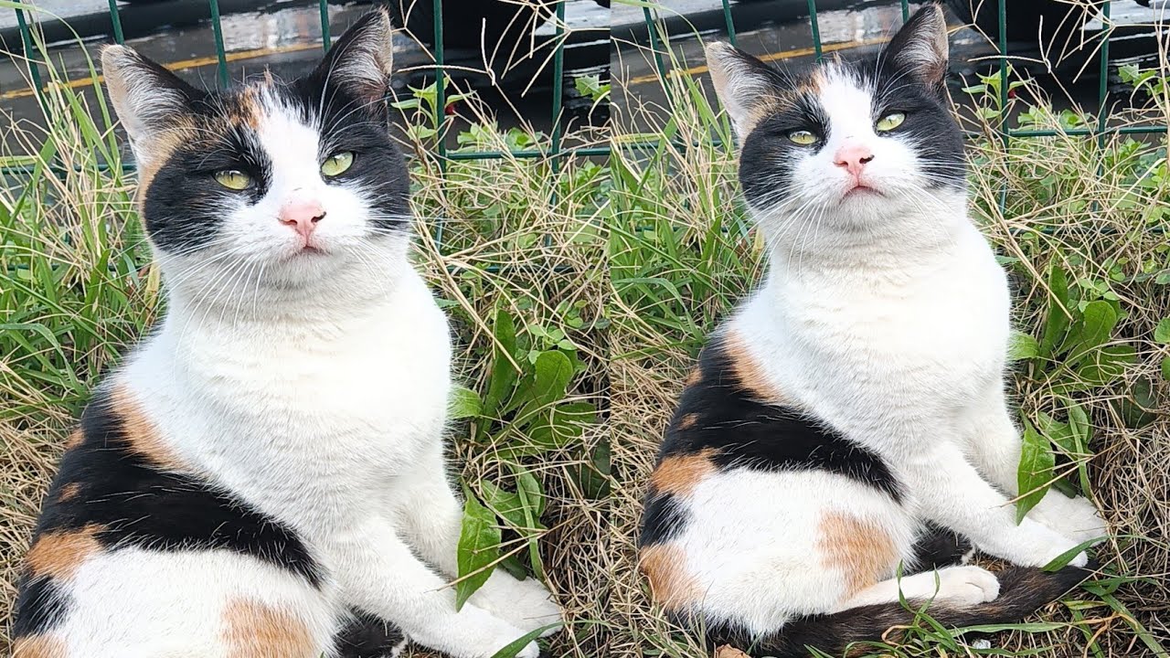#catsofistanbul #kedi #cutecats #cat 