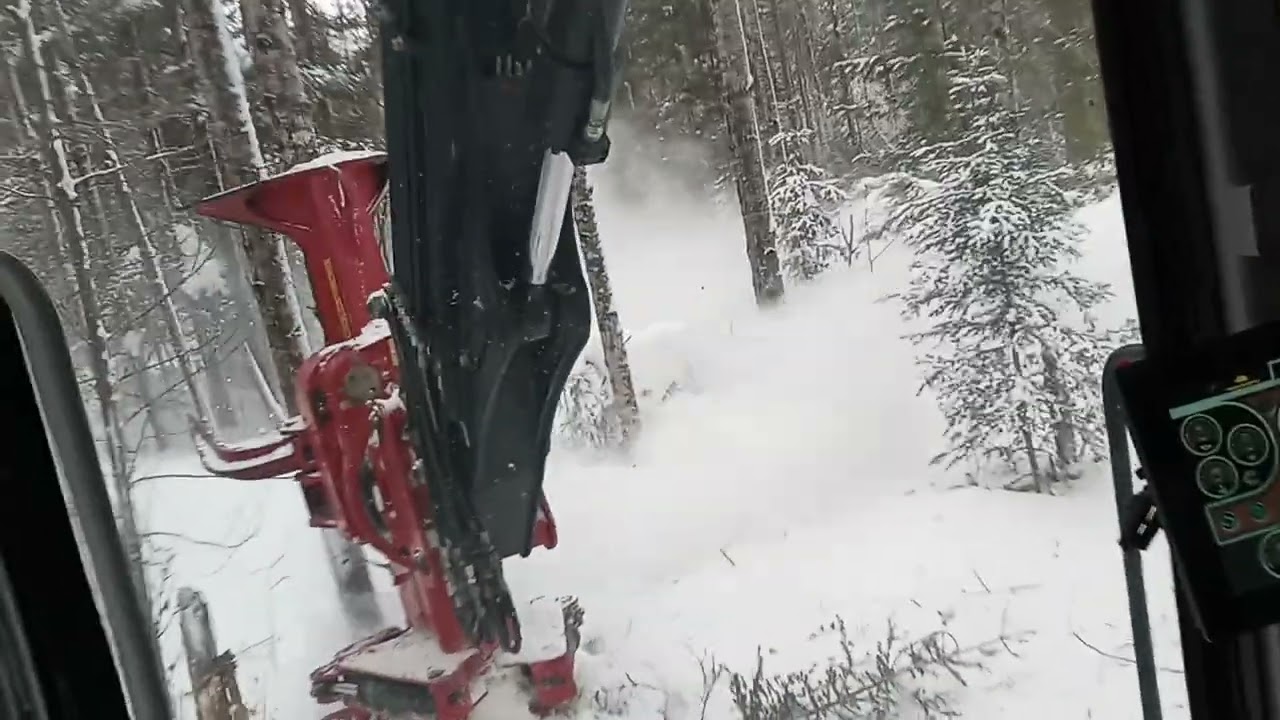 Feller Buncher - Sorting Timber