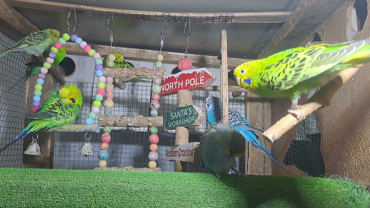 Parrot little babies