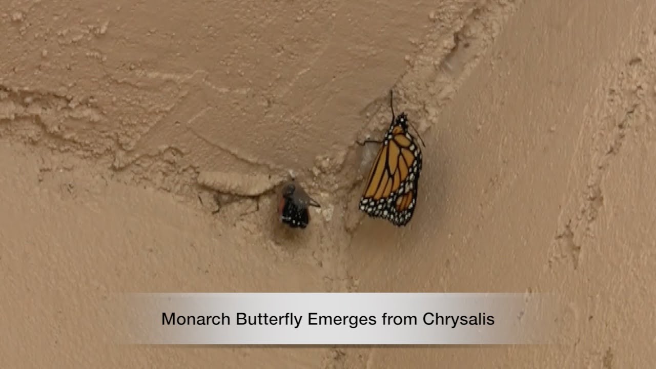 Monarch Emerges from Chrysalis