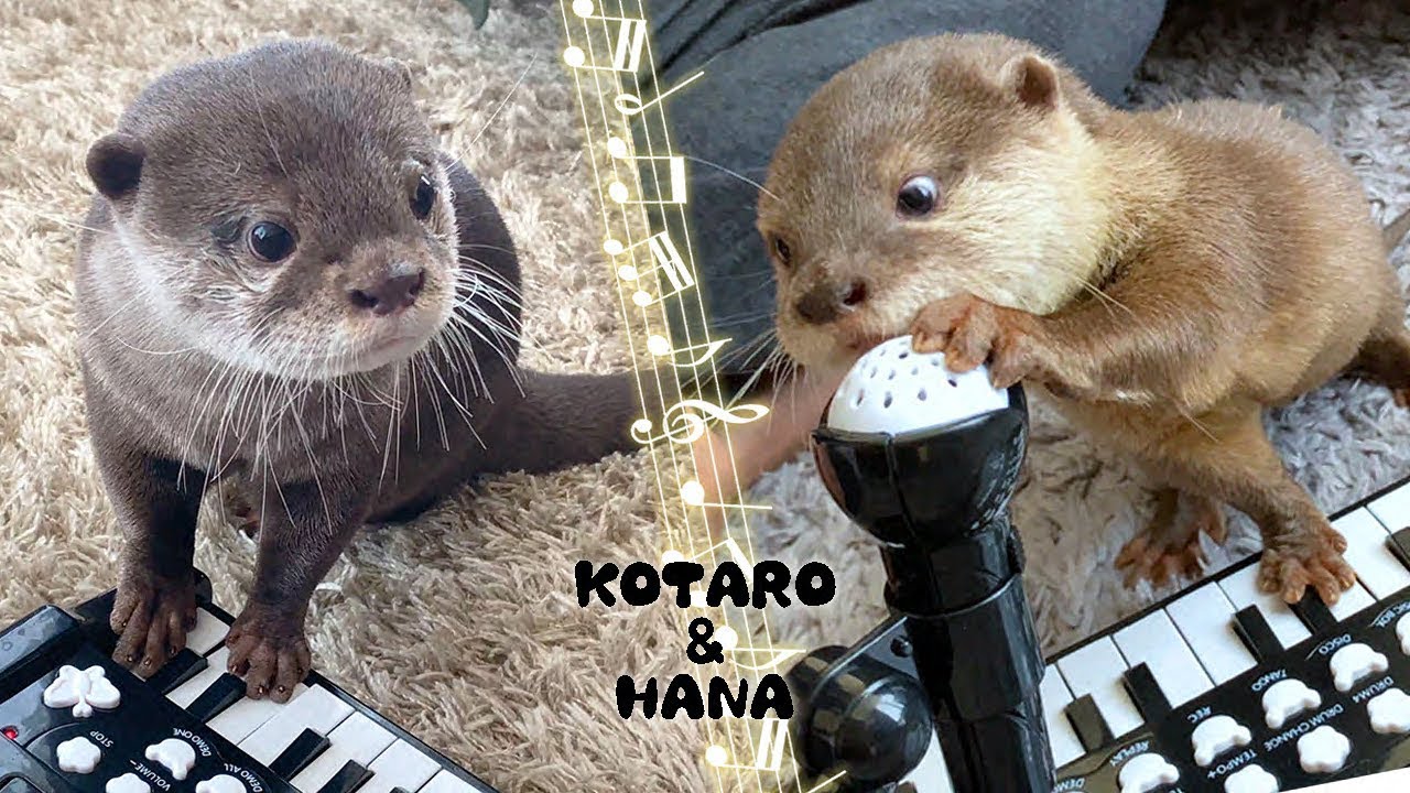 Otter Kotaro&Hana Playing The Piano