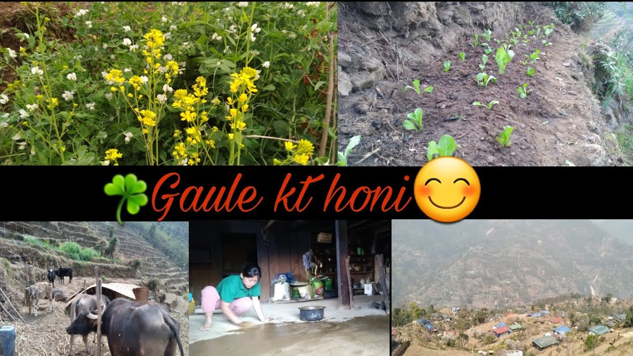 GARKO KAM MAI BUSY😊☘️💜#villagelifestyle💚@Raineesabina82vlogs#subscribe🙏💙