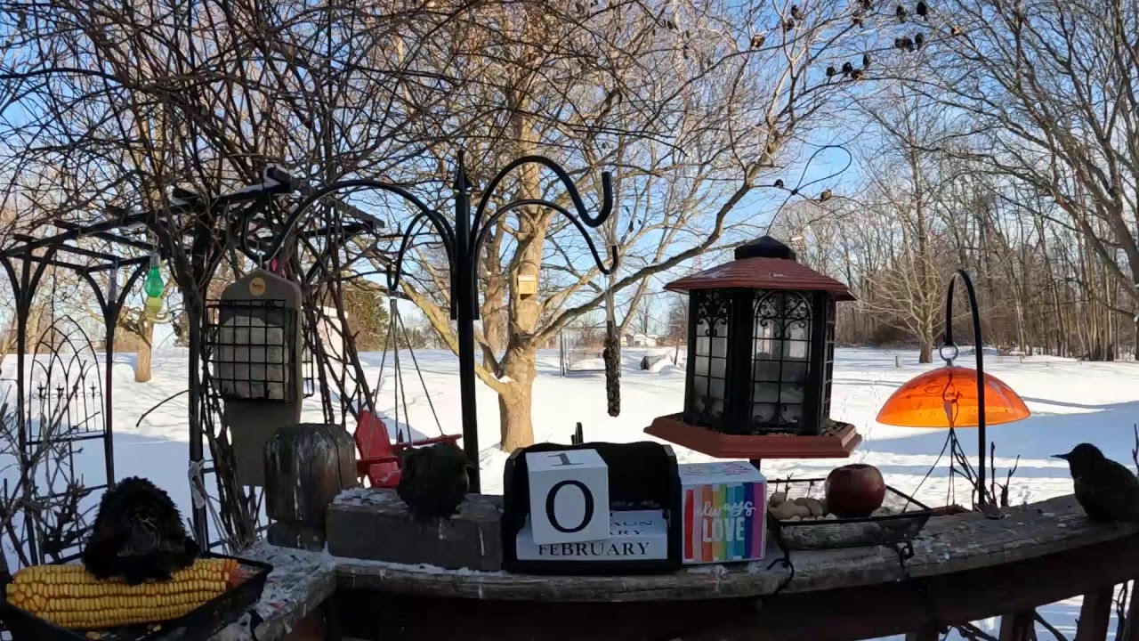 My Monday Morning Dirty Frozen Feeder Bird & Squirrel Livestream Edition