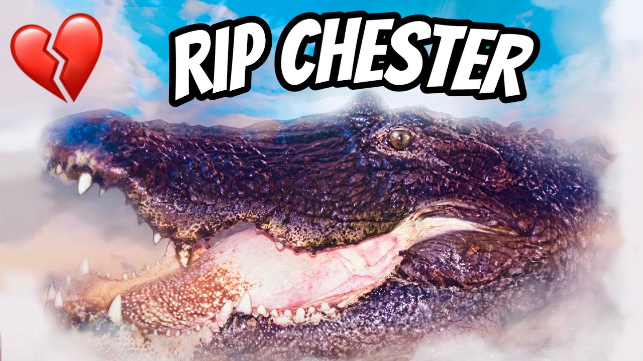 В память о Честере Аллигаторе.