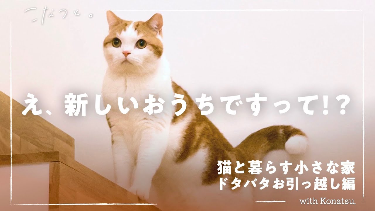こわがりな猫と一緒に、いざ新居へお引越し！