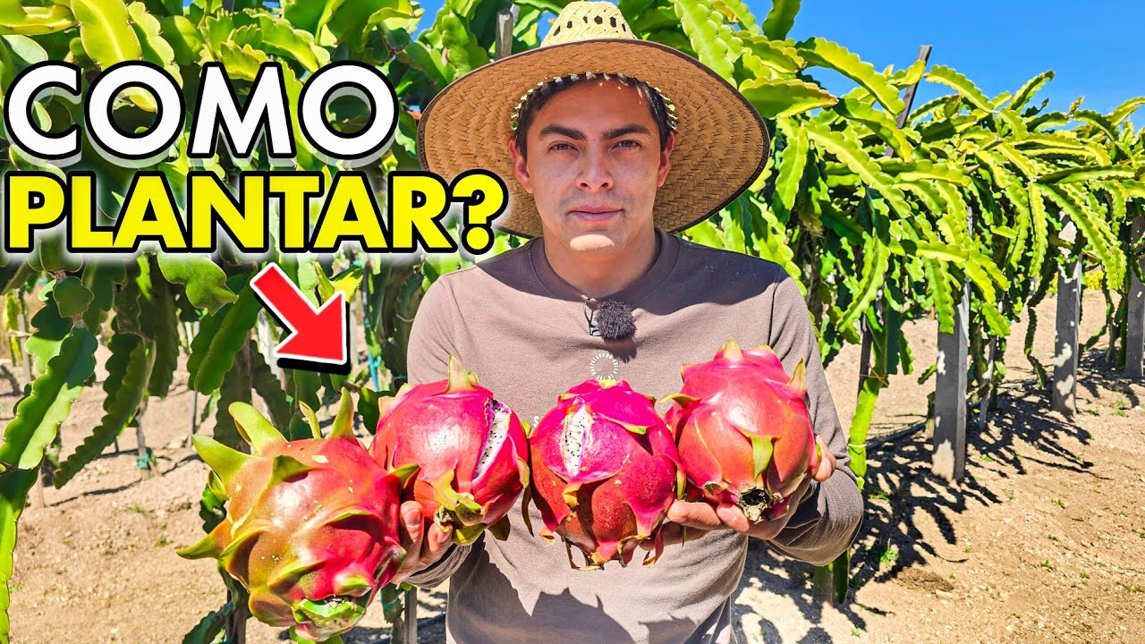Como Se Cultiva La PITAHAYA ROJA - Aprende paso a paso 