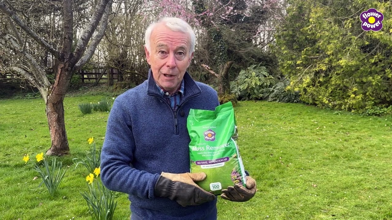How To Remove Lawn Moss Naturally With Richard Jackson Garden's Moss Remover - No Rake, No Backache!
