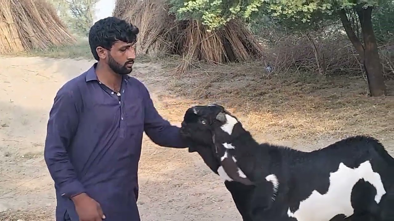 Asif surya ka bakra #betal got breeder the best video #