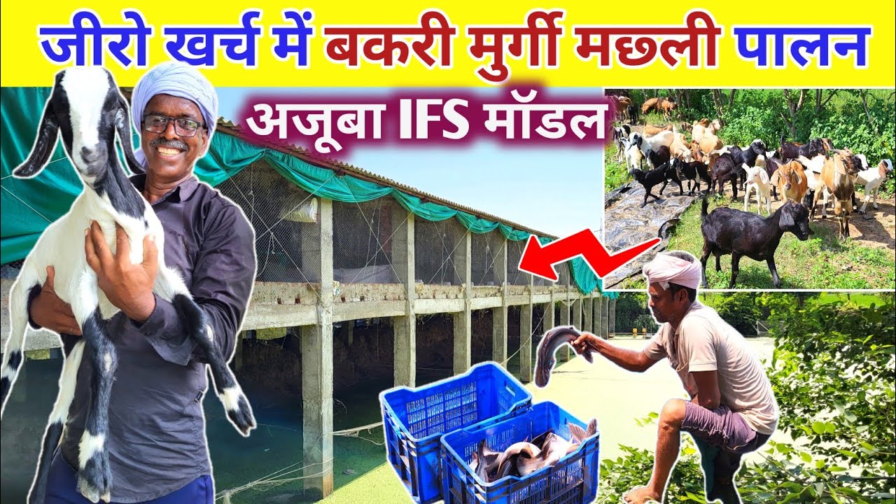 भारत में नही होगा ऐसे फार्म जीरो खर्च में बकरी मछली पालन | IFS MODEL | GOAT FARMING