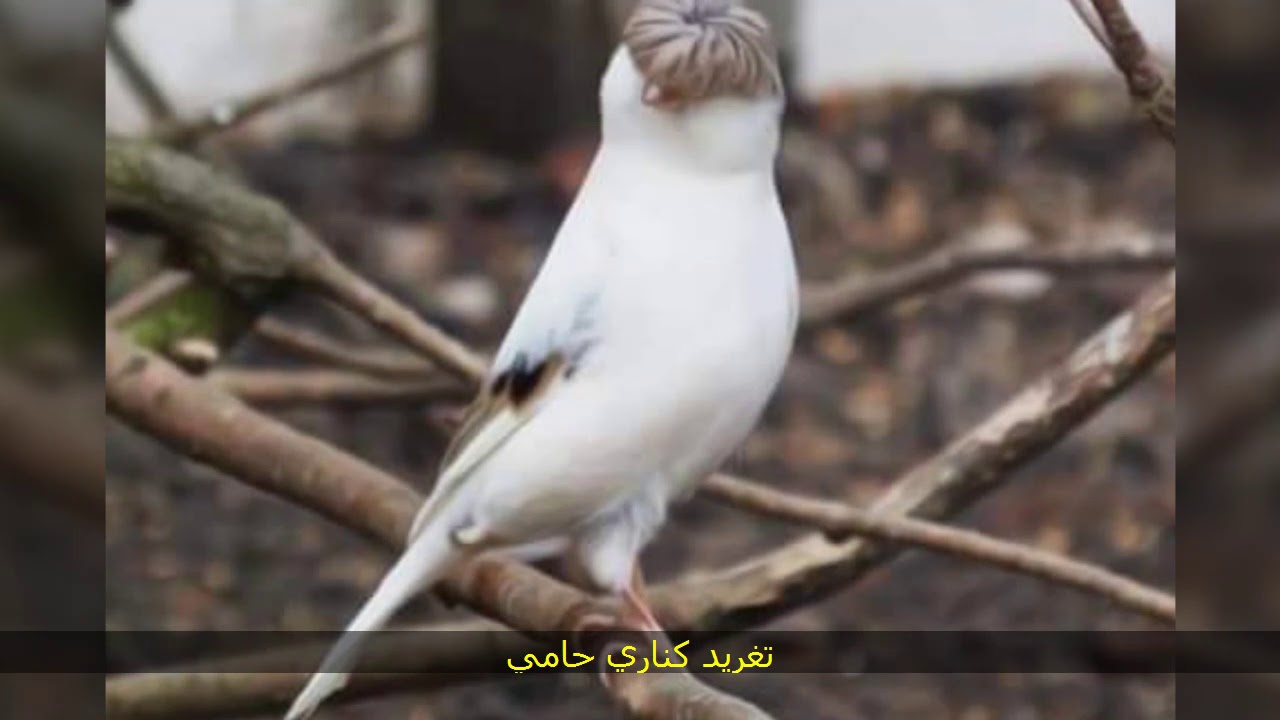 كناري مغرد,تغريد كناري حامي ,تغريد كناري للتزاوج