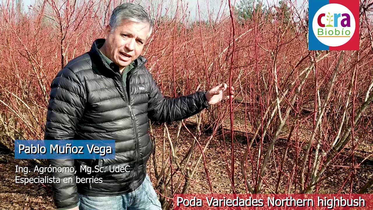 Poda de producción en variedades de arándanos 