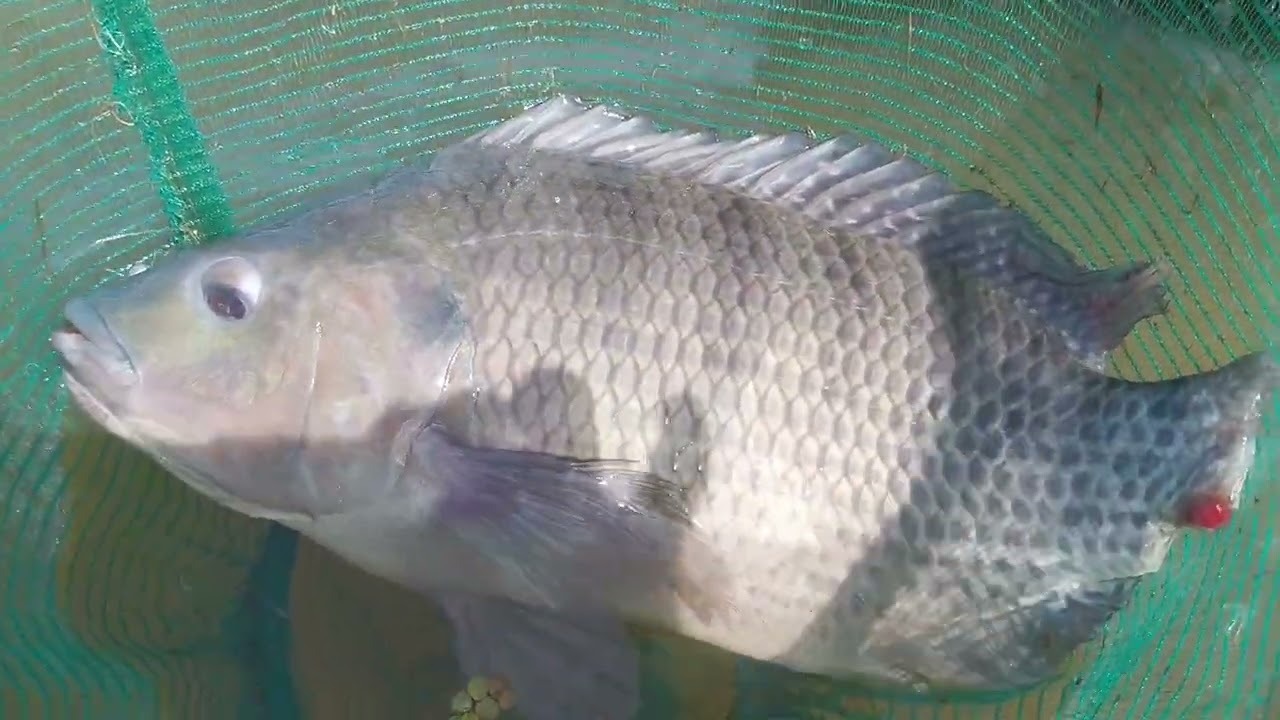 Pescaria raiz de tilapia gigante 