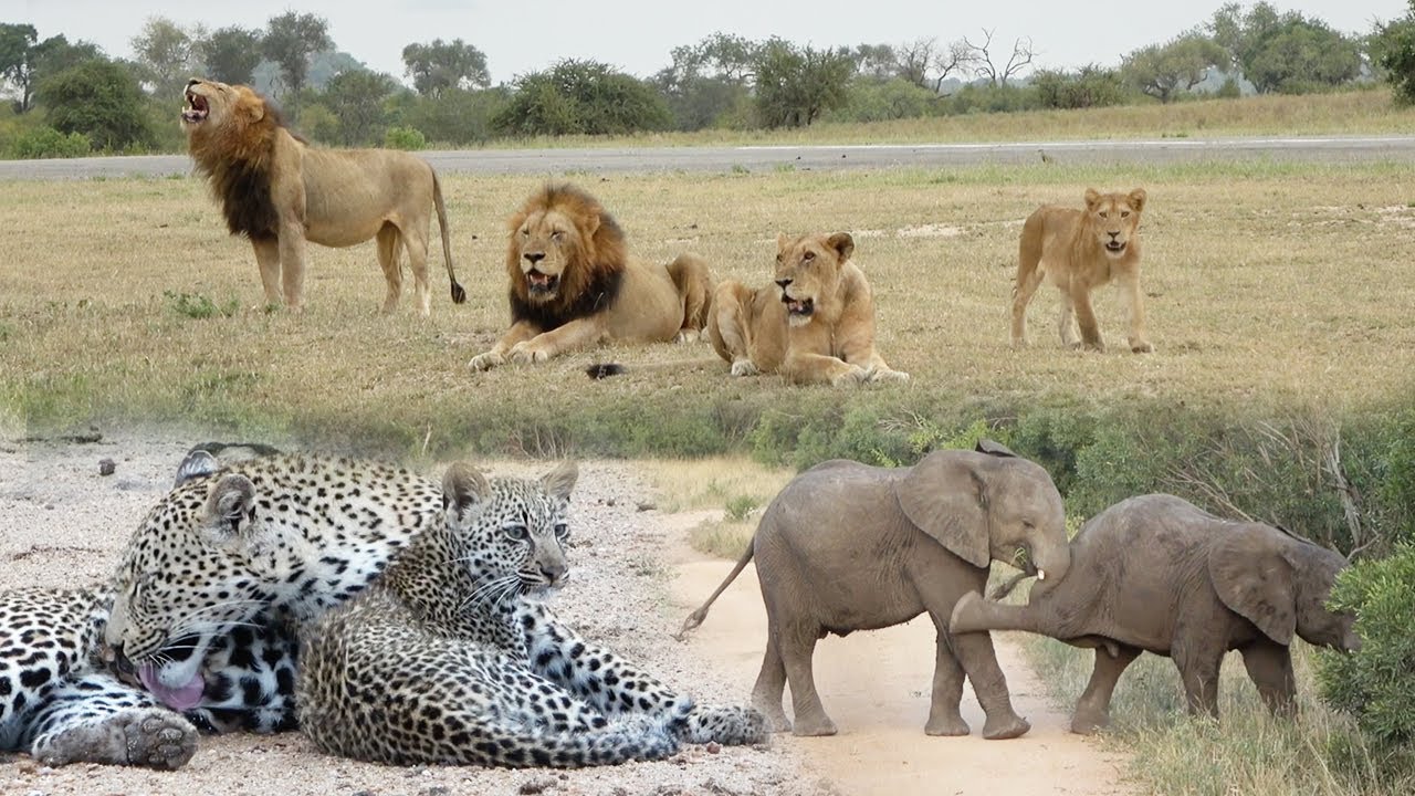 The NTSEVU Pride with the NDHZENGA Males