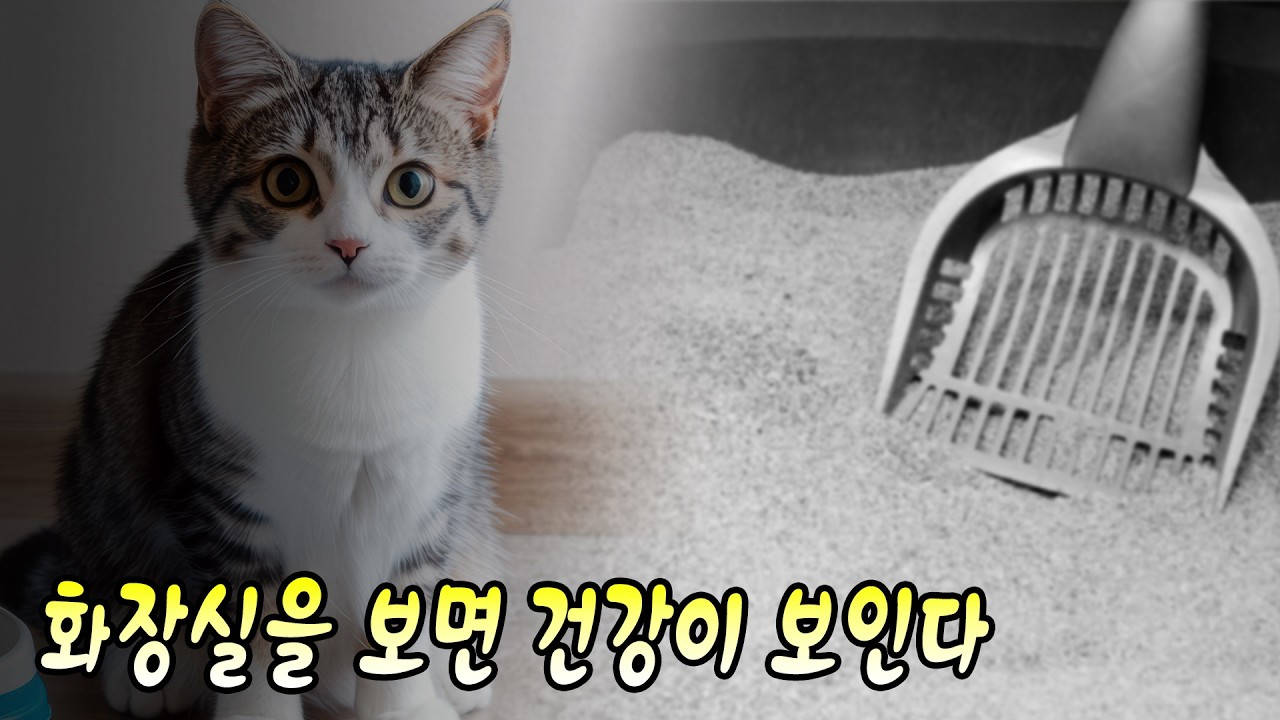 절대 무시하면 안 되는 고양이 화장실의 신호들