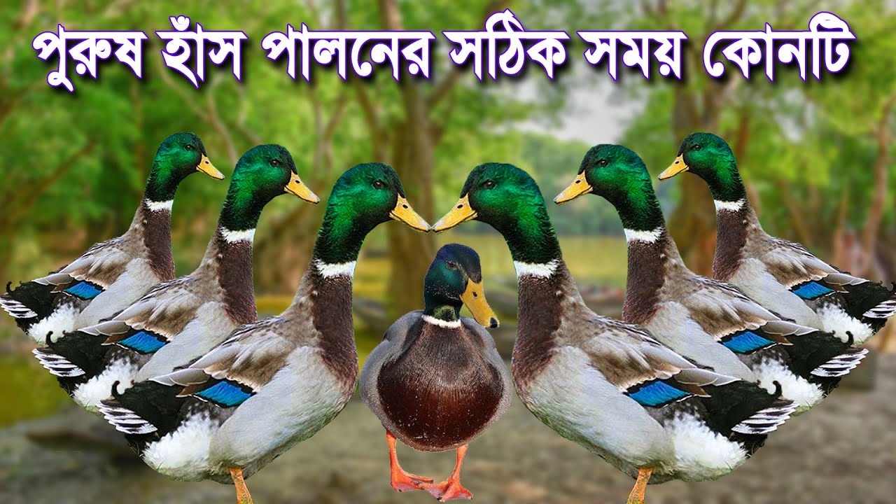 পুরুষ হাঁস পালন পদ্ধতি ও সঠিক সময় কখন  বিস্তারিত জানতে এই ভিডিও টি দেখুন।Duck farm bd.khamar Chitra.