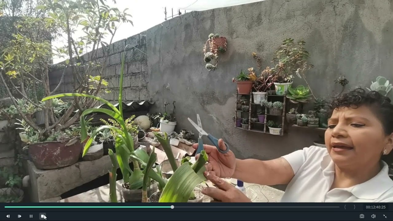 Tratamiento de una cebolla de la suerte para  que no se muera🌵