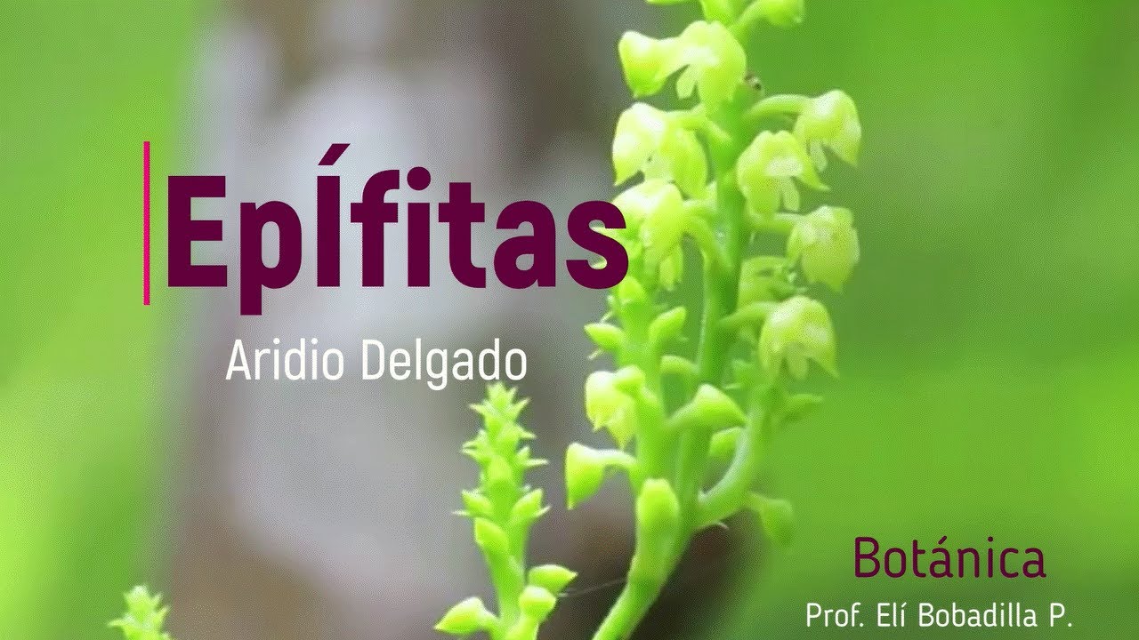 Plantas Epífitas