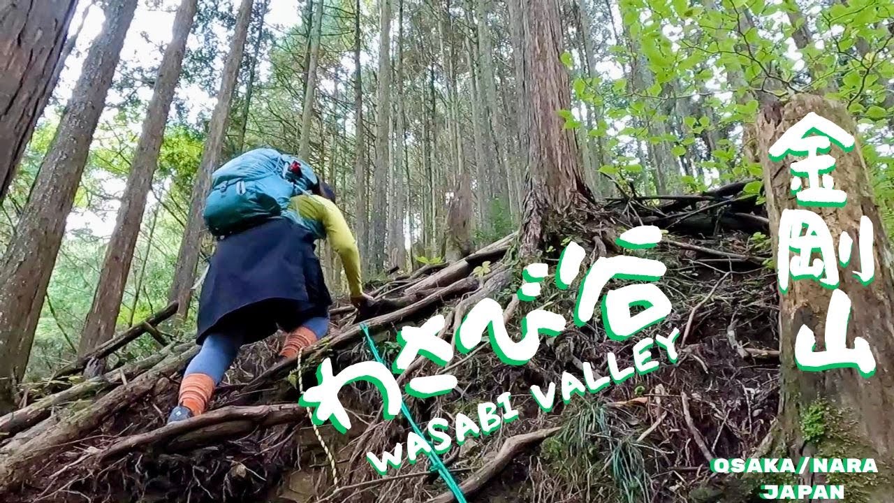 WASABI VALLEY⛰️ 金剛山🍄‍🟫ワサビ谷で発見！地味だけど圧巻のキノコ軍団🍄‍🟫