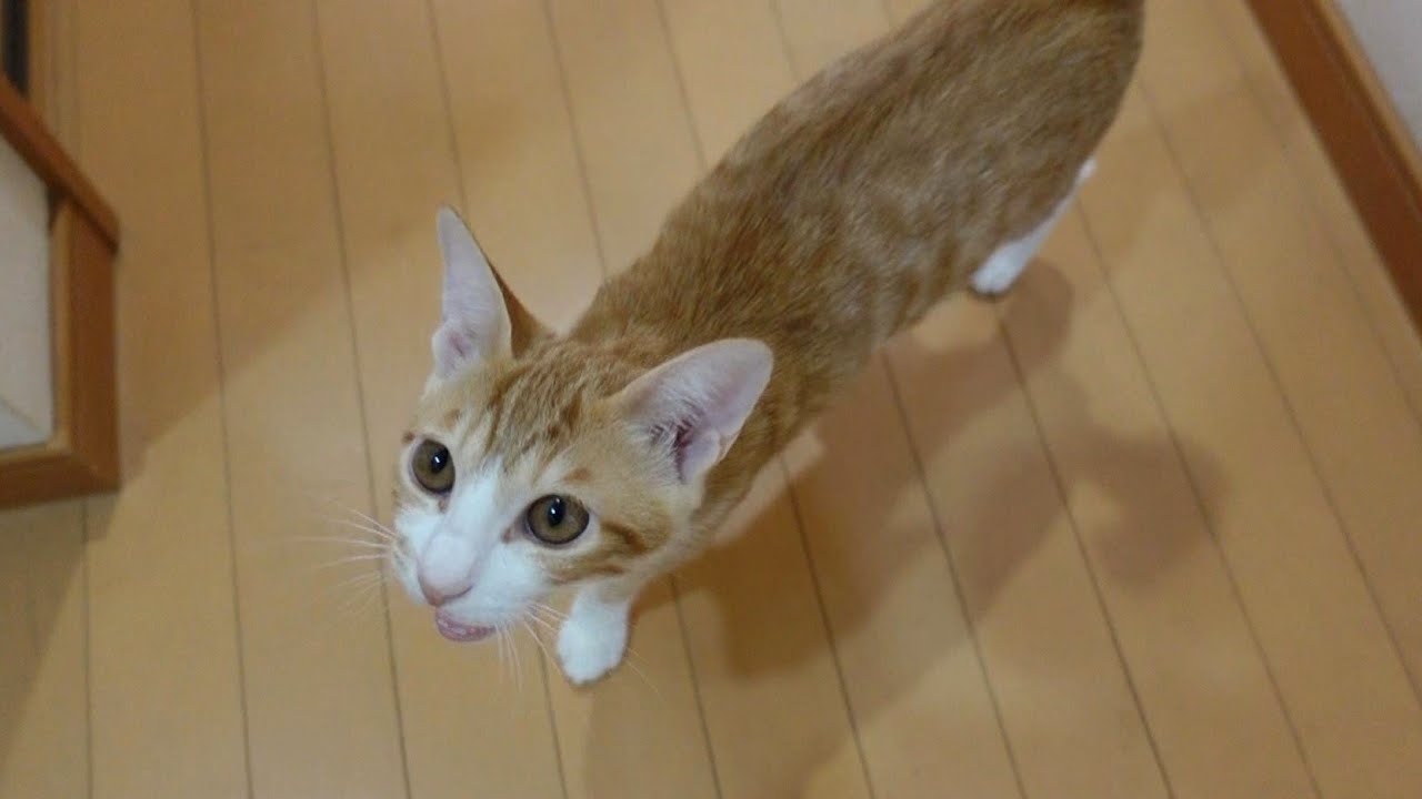 寝起きからたくさんおしゃべりしてくれる猫