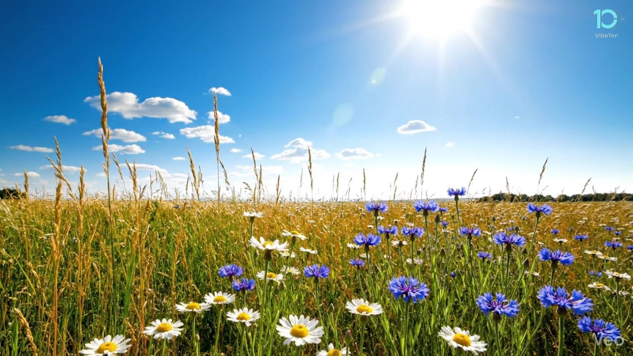 VibeTen | Summer Meadow Bliss — 1 Hour Golden Hour Sun & Nature’s Harmony